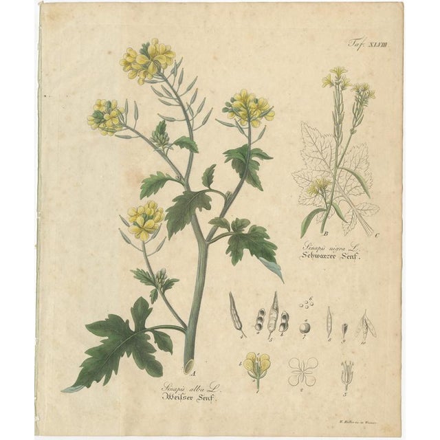 Antique Mustard Botanical Print, Sinapis alba & nigra, c.1831 : This refined botanical engraving depicts white and black...