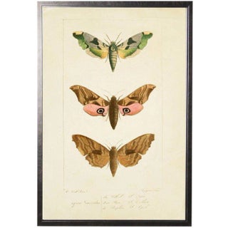 Colorful Moth Trio - 20.5" X 29.5" For Sale