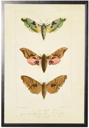 Colorful Moth Trio - 20.5" X 29.5"