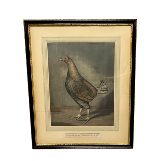 English Antique Pair of English Game Bird Sporting Hand Colored Engravings in Ebonized Frames For Sale - Image 3 of 18