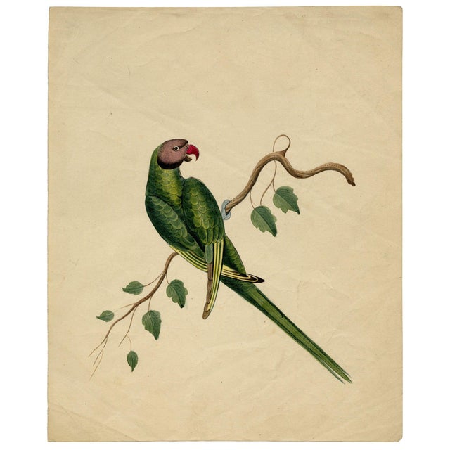 A set of original 1842 watercolour paintings – indian company school, group of 8 indian birds. An outstanding set of 8...