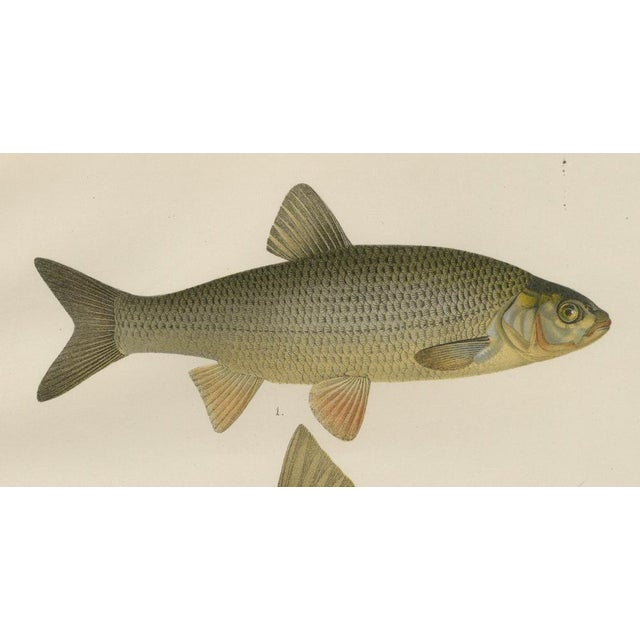 Late 19th Century Wilhelm von Wright and C. Erdmann, Dace and Chub, 1895, Lithograph on Paper For Sale - Image 5 of 10