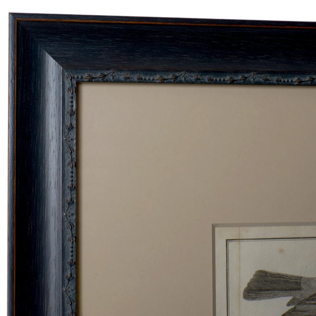Black French Martinet Bird Folio Engravings - a Pair For Sale - Image 8 of 9