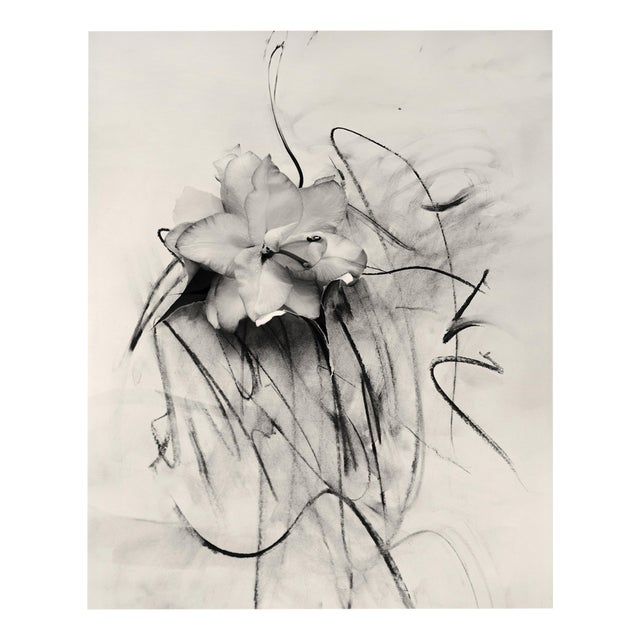 Lily in Charcoal Abstract Expressionism Photography Edition of 10 2023 For Sale