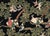 Oversized 19th C. Chinese Handpainted Hundred Birds Paying Homage to the Phoenix For Sale - Image 10 of 13