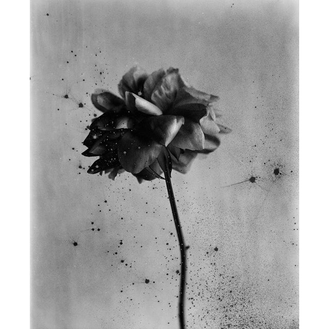 Ugne Pouwell, Comfortably Dark, 2025, Photography, Edition 5 For Sale