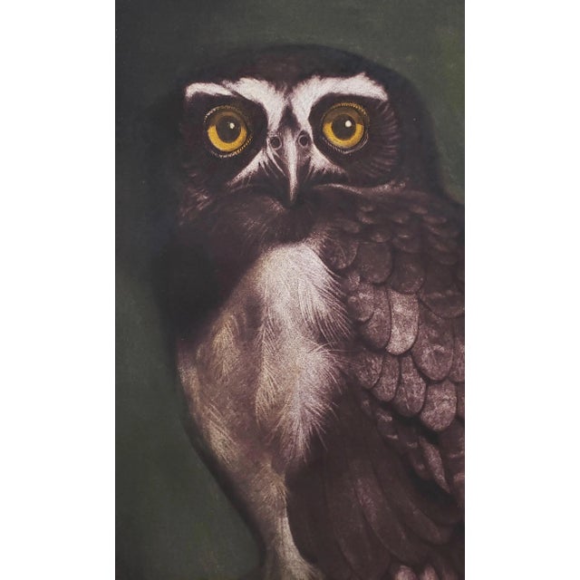 Paint Jack Coutu (1924-2017) "Speckled Owl" Original Pencil Signed Etching C.1968 For Sale - Image 7 of 11