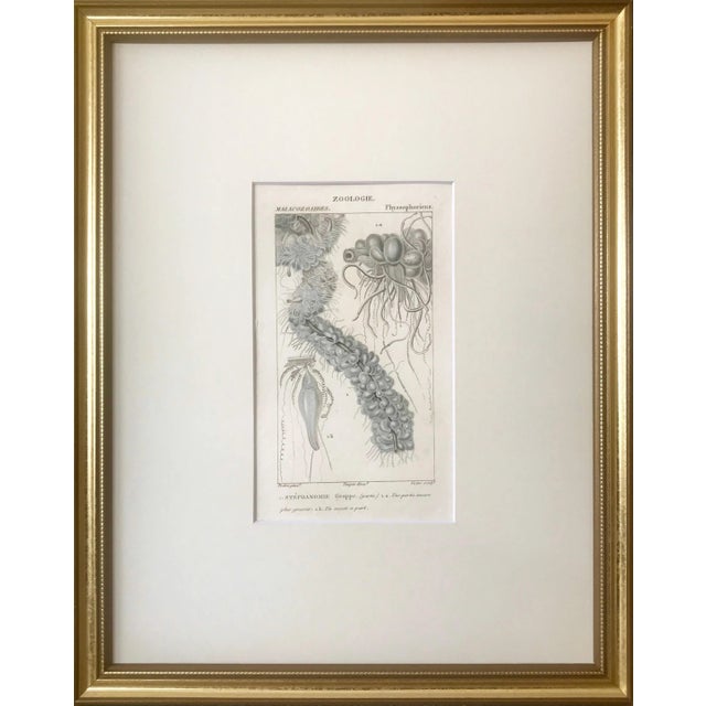 This rare pair of antique stipple engravings of a jellyfish with original hand-coloring by Pierre Jean Francis Turpin from...