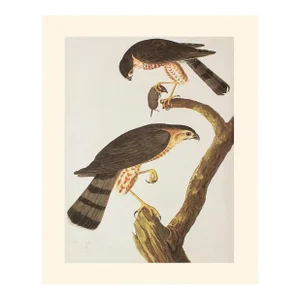 1966 Vintage Farmhouse Cottage Print "Sharp-Shinned Hawk" After John James Audubon