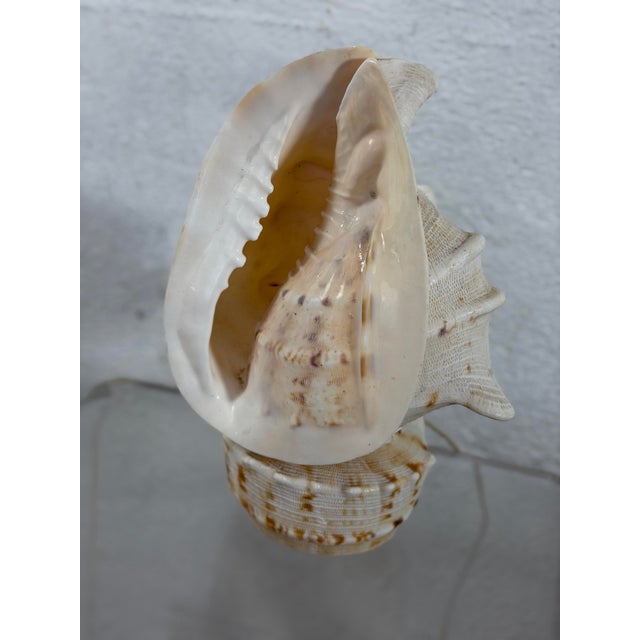 Coastal Vintage Shell Lamp For Sale - Image 3 of 7