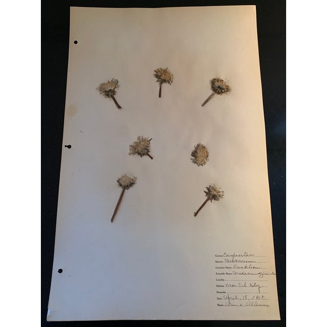 Authentic Vintage Flower Specimen For Sale - Image 4 of 5