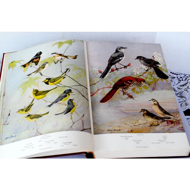 A Flight of 3 Elegant Bird Books – Audubon, Fuentes, Peterson –Oversized Illustrated Ornithology Editions For Sale - Image 11 of 15