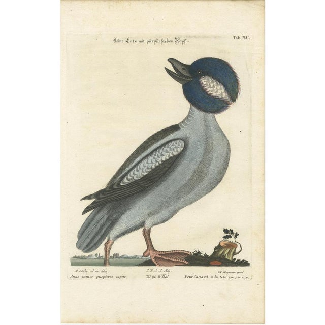 Johann Michael Seligmann, Little Duck with Purple Head, 1770, Engraving on Paper For Sale - Image 6 of 7