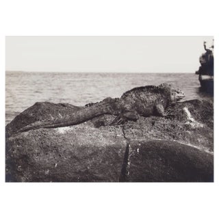 Hanna Seidel, Galápagos Iguana, 1960s, Black and White Photograph For Sale