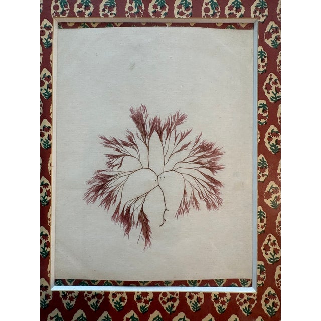 Antique Algae Herbarium Botanical in Vintage French Frame For Sale - Image 4 of 6
