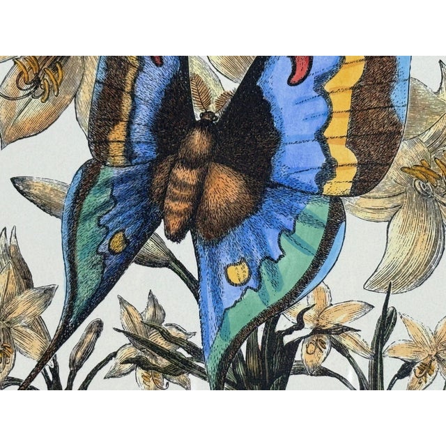 Paper Victorian Style, Framed Butterfly Prints, Gilt, Painted Wood, Usa, 20th C. For Sale - Image 7 of 12