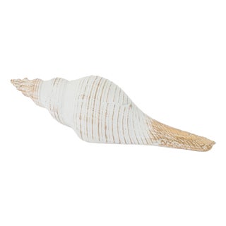 Whitewashed Coastal Seashell Décor (Set of 2) For Sale