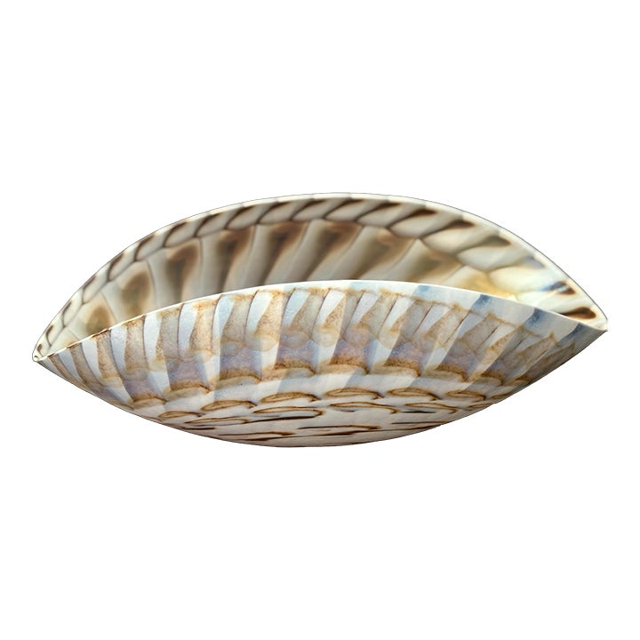 1950s Murano Attributed- Nautilus Glass Shell Bowl | Chairish