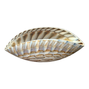 1950s Murano Attributed- Nautilus Glass Shell Bowl