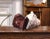 19th Century French Polychrome Plaster Figure of a Child After Donatello For Sale - Image 9 of 10