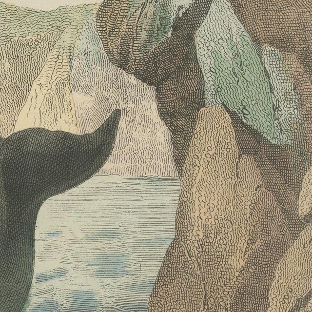 Paper Carl Friedrich August, Sperm Whale with Porpoise and Seals, Kolb Mammals, 1890, Print For Sale - Image 7 of 12