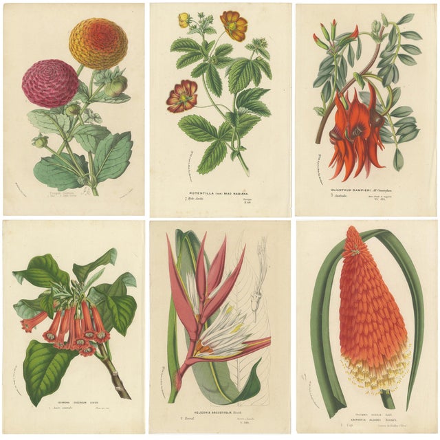 Exotic Blooms, 1875, Paper, Set of 6 For Sale