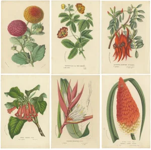 Exotic Blooms, 1875, Paper, Set of 6