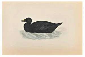 Alexander Francis Lydon, Scoter, Woodcut Print, 1870