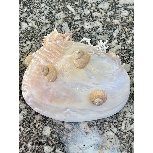 Christa's South Seashells CSS Small Seashell Catchall Dish For Sale - Image 4 of 6