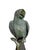 Pair of Monumental Mid-Century Patinated Bronze Parrot Sculptures on Tree Stands For Sale - Image 4 of 4