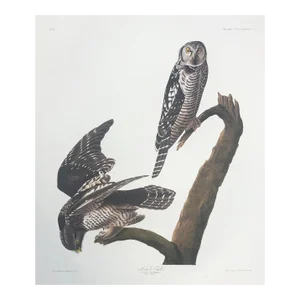 Audubon Hawk Owl From Abbeville Edition