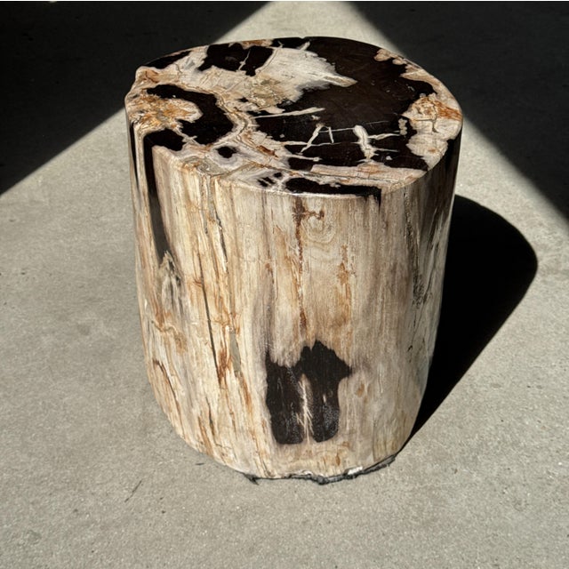 Side Table in Petrified Wood with Black Spots, 1980s For Sale - Image 4 of 18