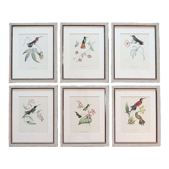 Set of 6 French Hummingbird Prints by Louis Bevalet Framed For Sale
