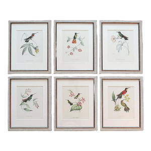 Set of 6 French Hummingbird Prints by Louis Bevalet Framed