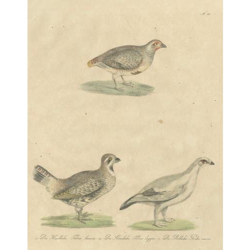 Karl Joseph Brodtmannm, Game Birds, 1816, Lithograph For Sale - Image 6 of 10