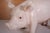 Vintage Large Butcher's Pig Shop Display, Former Czechoslovakia, 1980s For Sale - Image 10 of 12