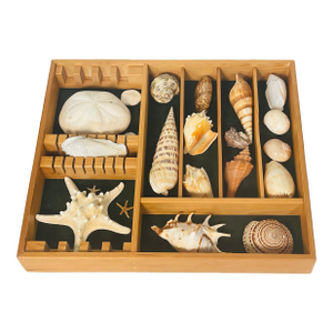 Great Sea Shell Marine Specimens Collection in Devided Wood Tray