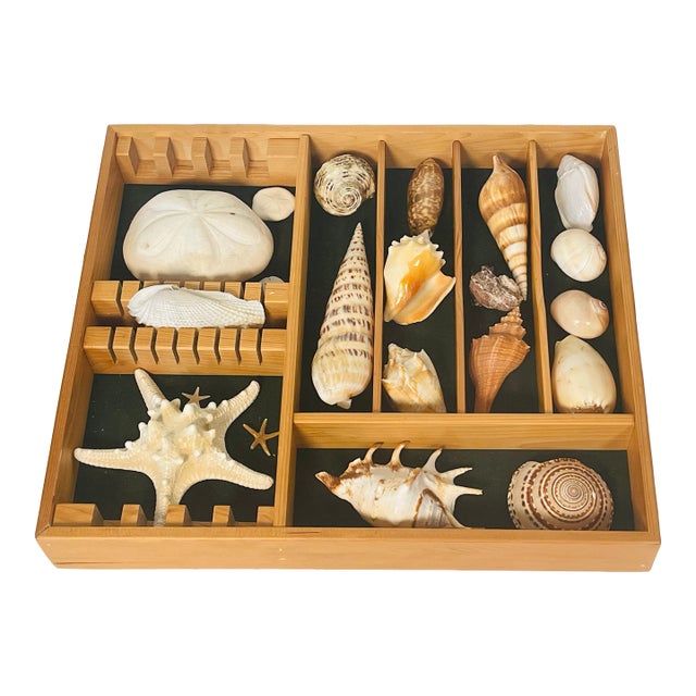 Great Sea Shell Marine Specimens Collection in Wood Tray For Sale