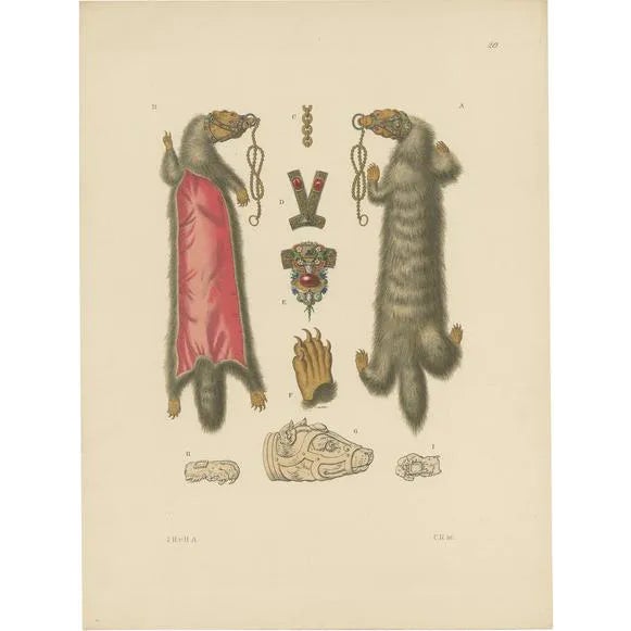 Hefner-Alteneck, Illustration of Ladies' Jewelry with Fur of a Marten, 1890, Print For Sale