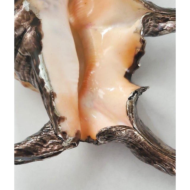 Silver Dipped Spider Conch Seashell Shell Sculpture For Sale - Image 10 of 11
