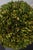 Wood Pair of Wildwood Accents Topiary Urns For Sale - Image 7 of 9