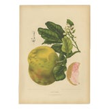 Berthe Hoola van Nooten, Grapefruit (Citrus decumana), 1880, Chromolithograph For Sale