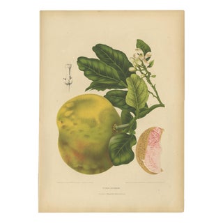 Berthe Hoola van Nooten, Grapefruit (Citrus decumana), 1880, Chromolithograph For Sale