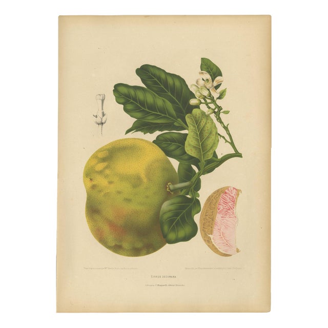 Berthe Hoola van Nooten, Grapefruit (Citrus decumana), 1880, Chromolithograph For Sale