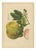 Berthe Hoola van Nooten, Grapefruit (Citrus decumana), 1880, Chromolithograph For Sale