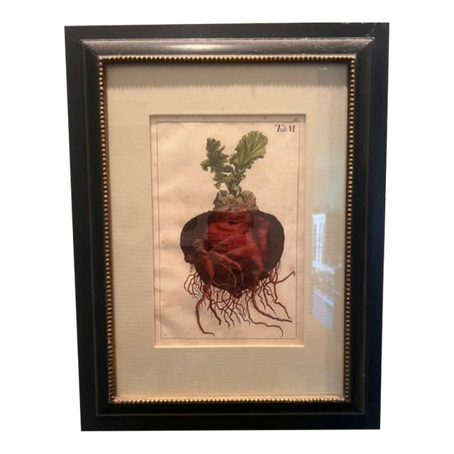 Antique Beet Botanical Print For Sale