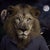 Guardian of the Forest presents a surreal figure adorned with a lion's head, standing amidst a lush backdrop of dark...
