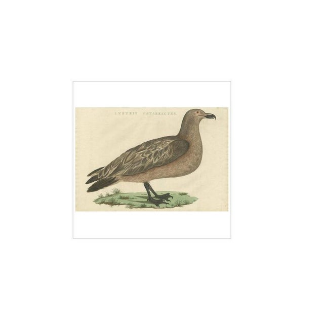 Antique print titled 'lestris catarractes'. The great skua (stercorarius skua) is a large seabird in the skua family...