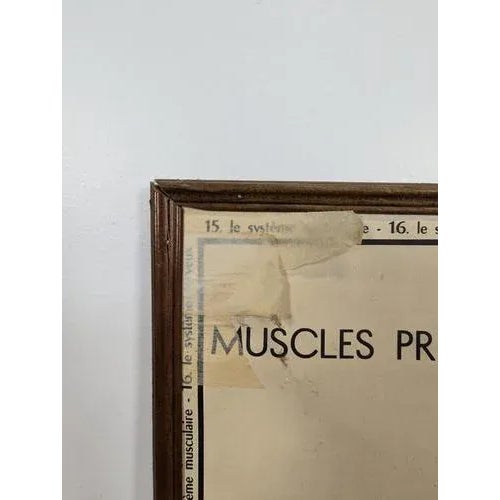 Framed School Anatomy Poster, in Very Good conditions.