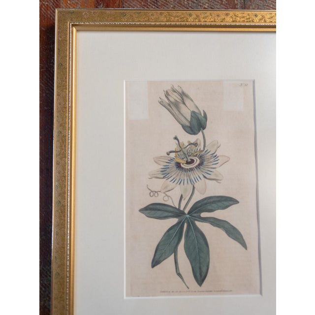 18th Century Hand Colored Passionflower Engraving From Curtis Botanic Magazine For Sale - Image 4 of 11